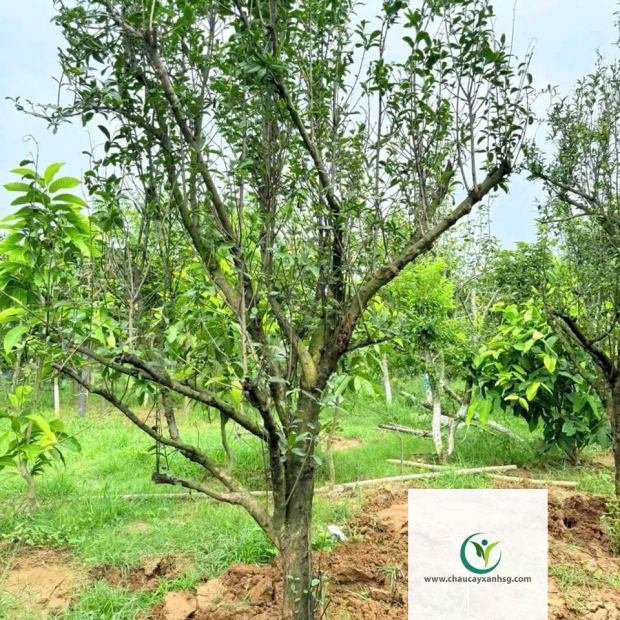 Cây Lựu Đỏ Ấn Độ 