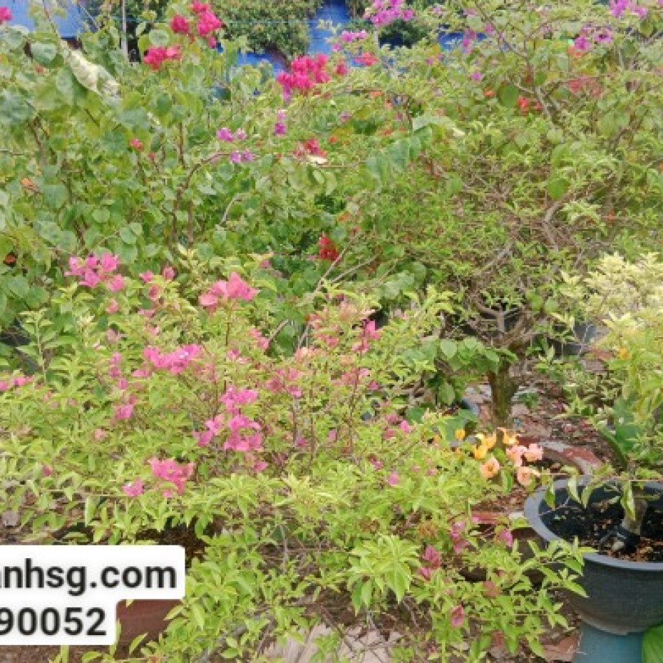 Cây bông giấy công trình giá từ 100000VNĐ tại TP.HCM