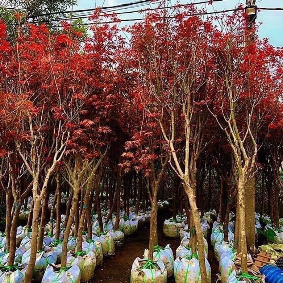 Bán cây phong lá đỏ giá rẻ tại TP.HCM