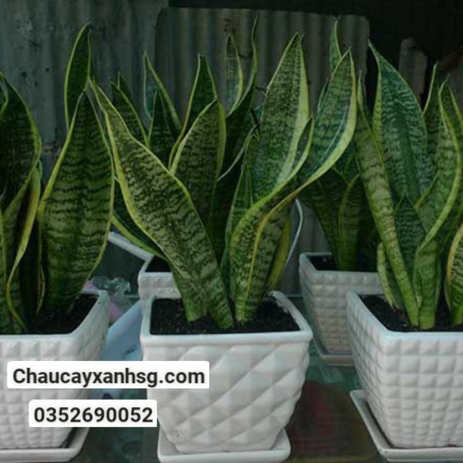 Cây lưỡi hổ giá rẻ, đặc điểm, công dụng