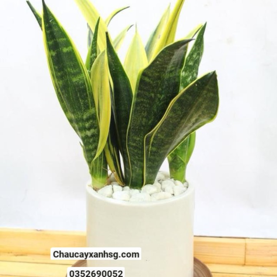 Cây lưỡi hổ giá rẻ, đặc điểm, công dụng