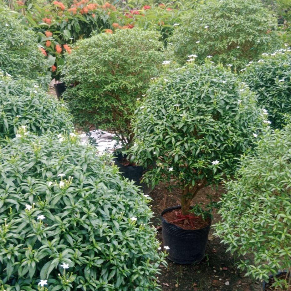 Cây mai tiểu thư