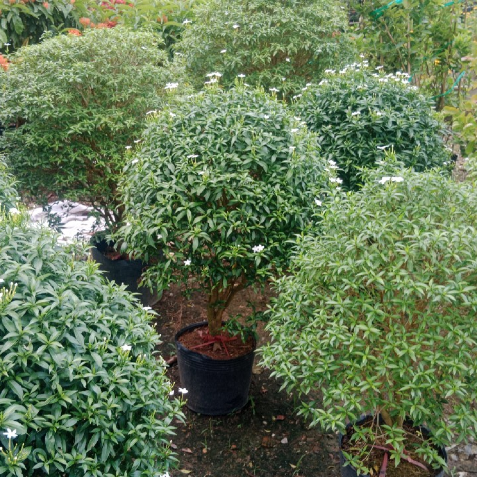 Cây mai tiểu thư