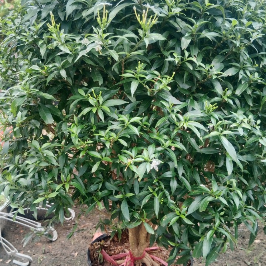 Cây mai tiểu thư