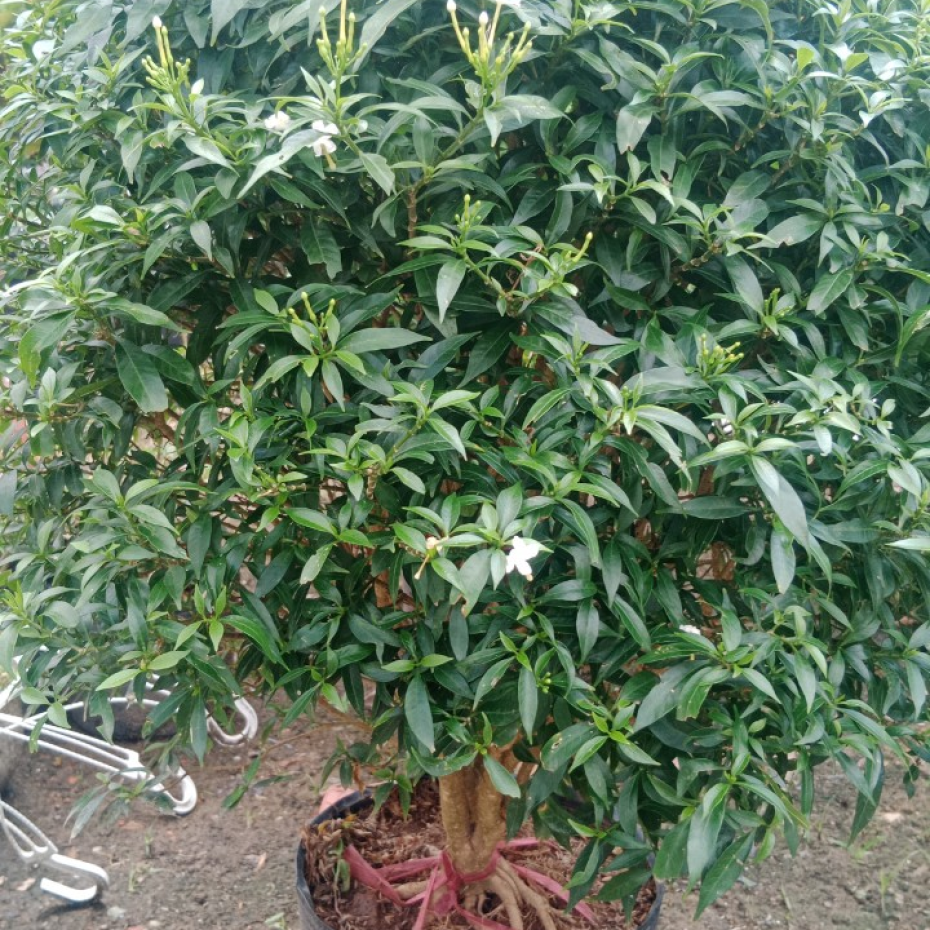 Cây mai tiểu thư