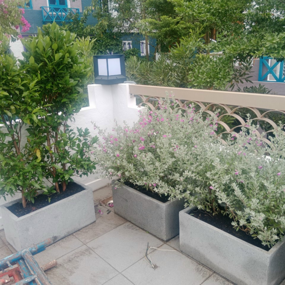 Cây tuyết sơn phi hồng giảm giá từ 60,000 Vnđ