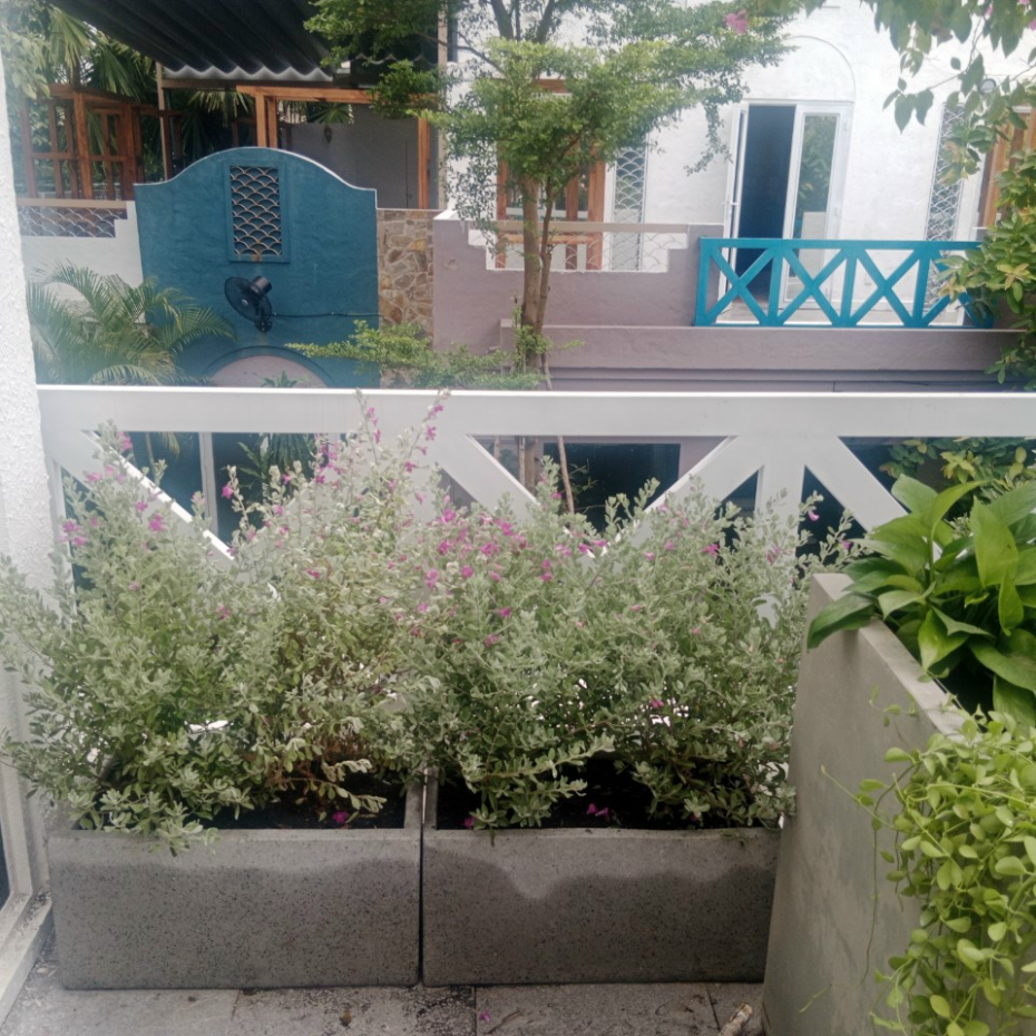 Cây tuyết sơn phi hồng giảm giá từ 60,000 Vnđ