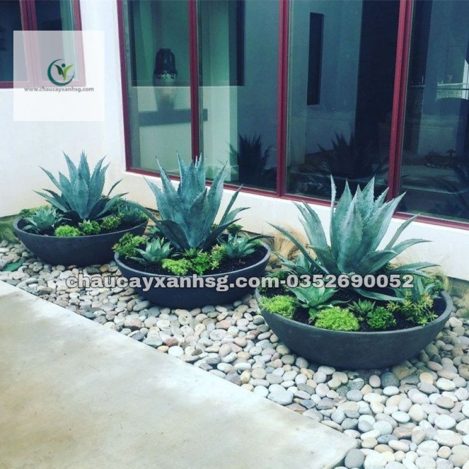 Chậu xi măng hình chảo trồng tiểu cảnh mini sân vườn