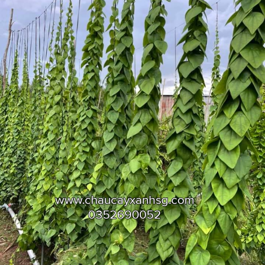 Lá cây sương sâm lông và những công dụng tốt cho sức khỏe