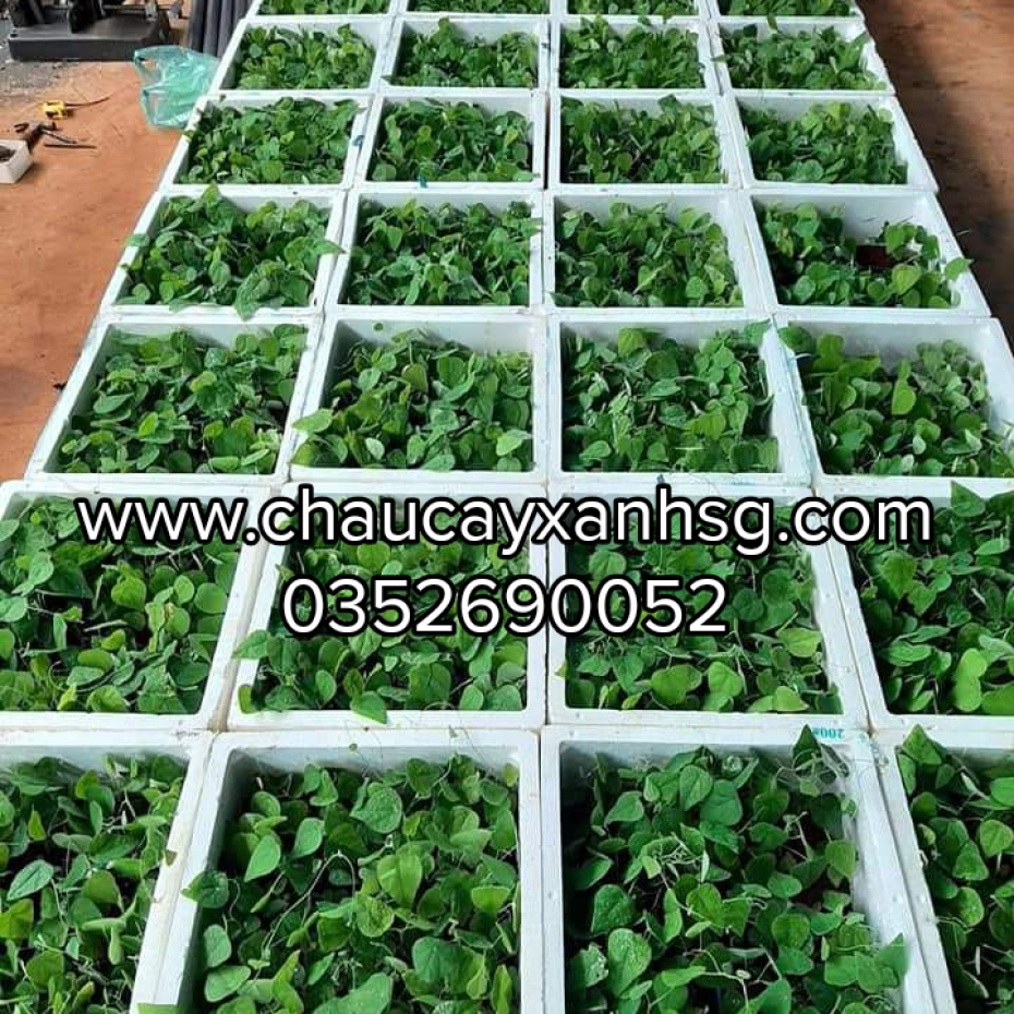 Lá cây sương sâm lông và những công dụng tốt cho sức khỏe