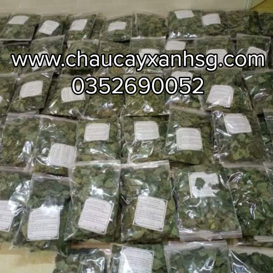 Lá cây sương sâm lông và những công dụng tốt cho sức khỏe