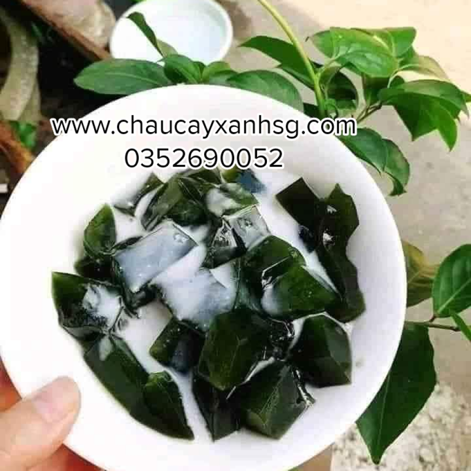Lá cây sương sâm lông và những công dụng tốt cho sức khỏe
