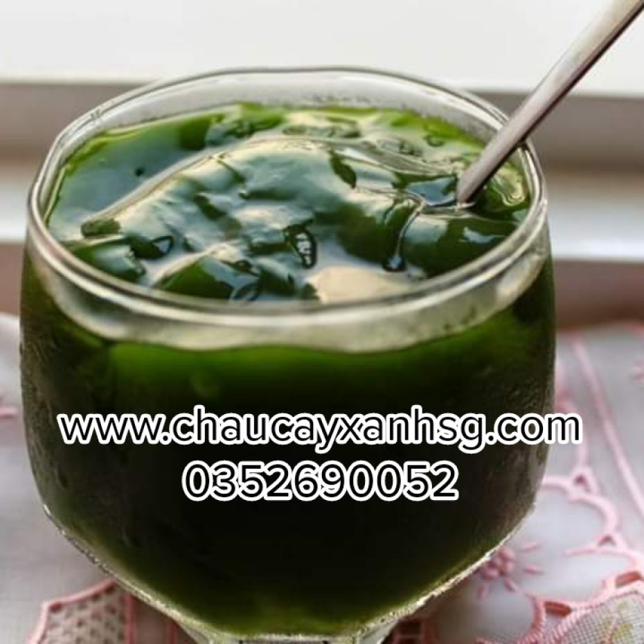 Lá cây sương sâm lông và những công dụng tốt cho sức khỏe