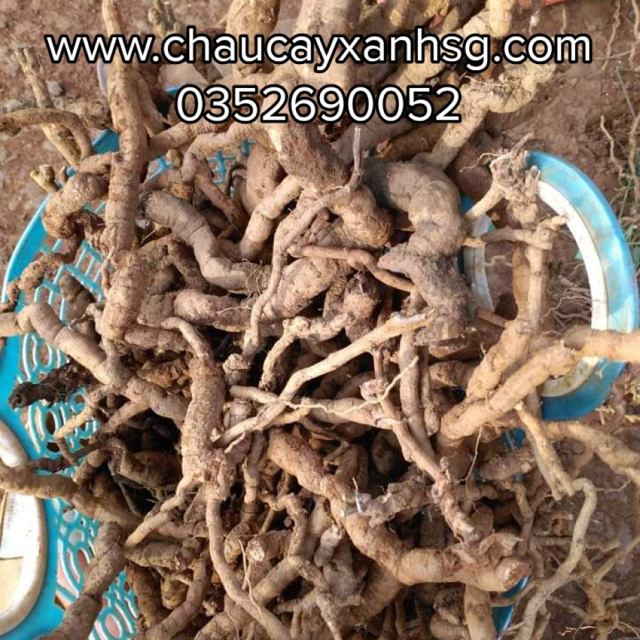 Lá cây sương sâm lông và những công dụng tốt cho sức khỏe