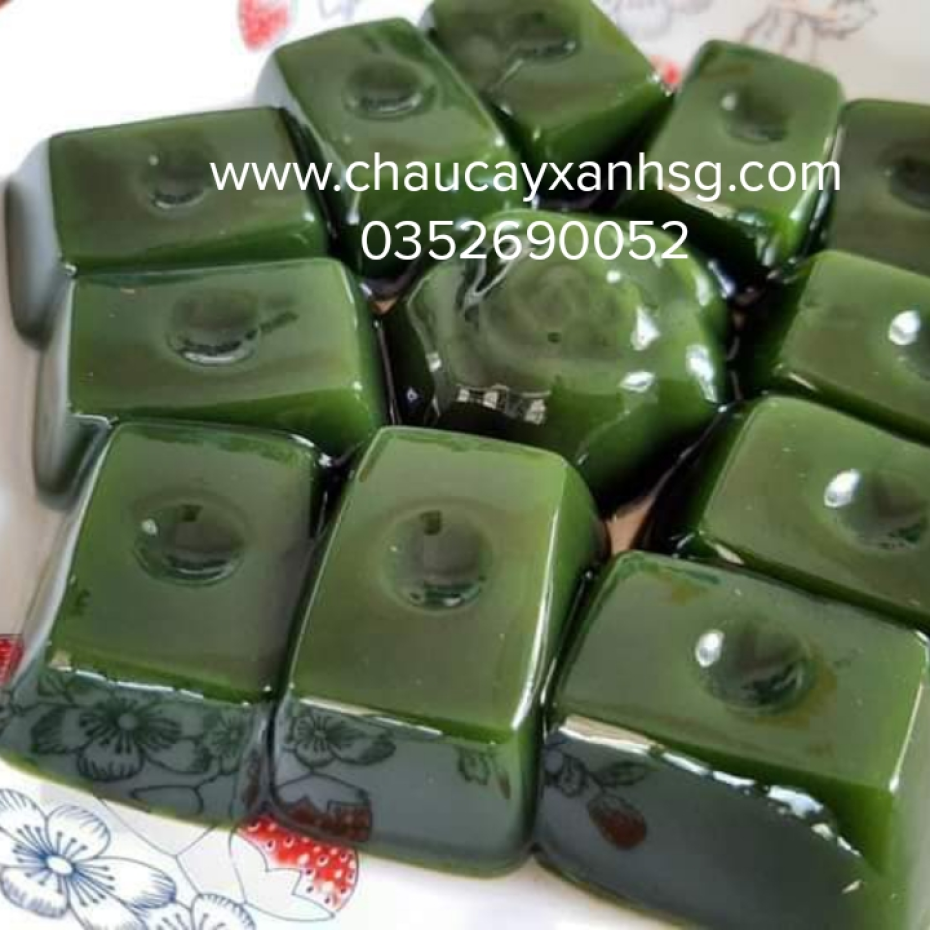 Lá cây sương sâm lông và những công dụng tốt cho sức khỏe