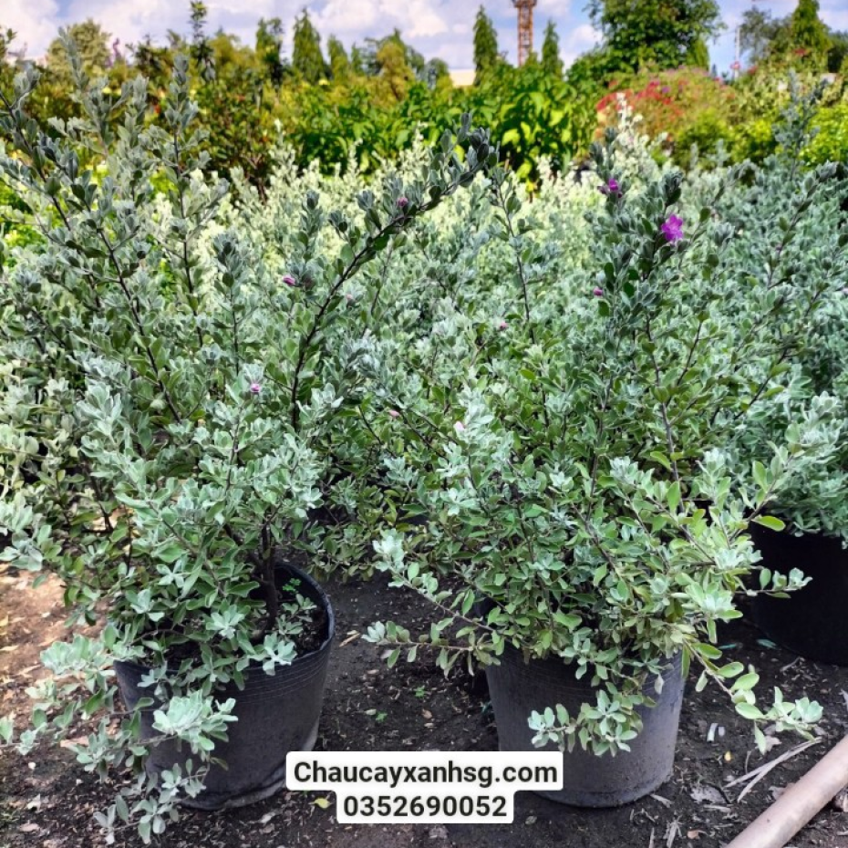 Cây tuyết sơn phi hồng giá từ 70,000VNĐ tại TP.HCM