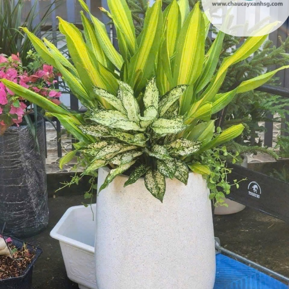 Bán Chậu Xi Măng Đá Mài Trồng Cây TP.HCM