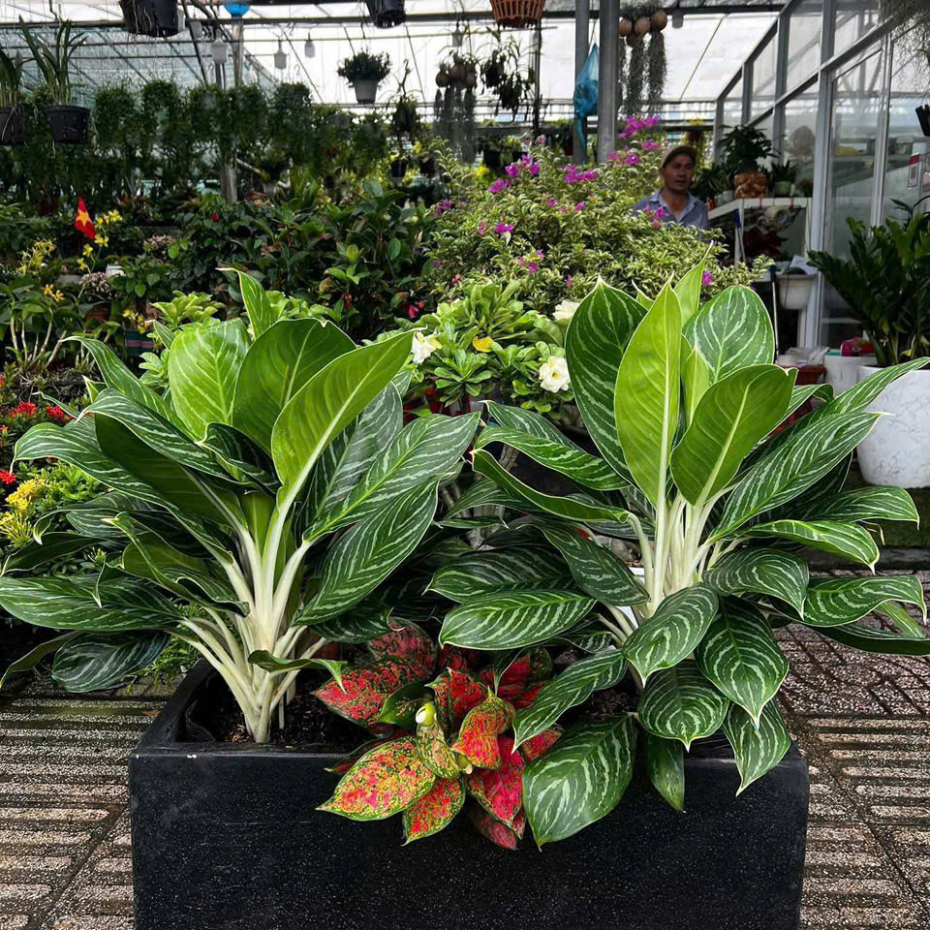 Bán Chậu Xi Măng Hình Chữ Nhật Trồng Cây TP.HCM