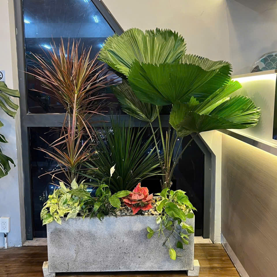 Bán Chậu Xi Măng Hình Chữ Nhật Trồng Cây TP.HCM