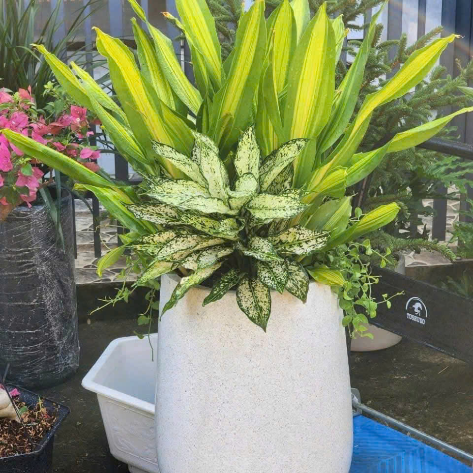 Bán Chậu Xi Măng Dáng Giọt Nước Trồng Cây TP.HCM 