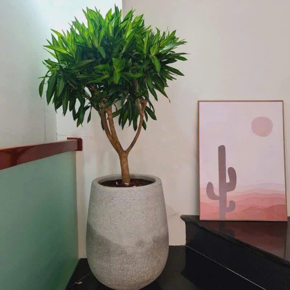 Bán Chậu Xi Măng Dáng Giọt Nước Trồng Cây TP.HCM 