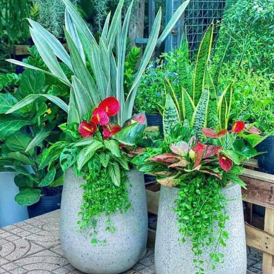 Bán Chậu Xi Măng Dáng Giọt Nước Trồng Cây TP.HCM 