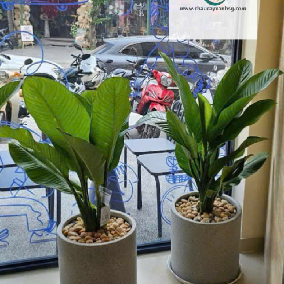  Cây Đại Phú Gia Đẹp, Lá To Xanh Mướt, Giao Tận Nơi