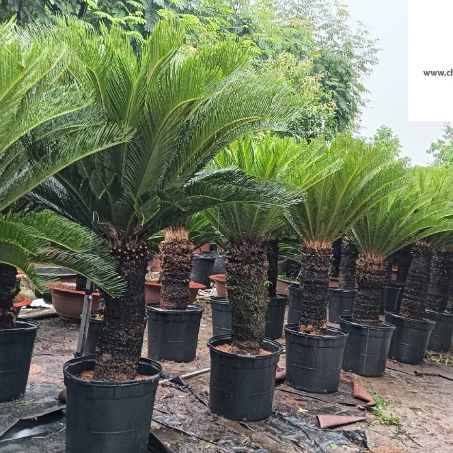 Cây Chà Là , Vạn Tuế Công Trình, Giá Tại Vườn