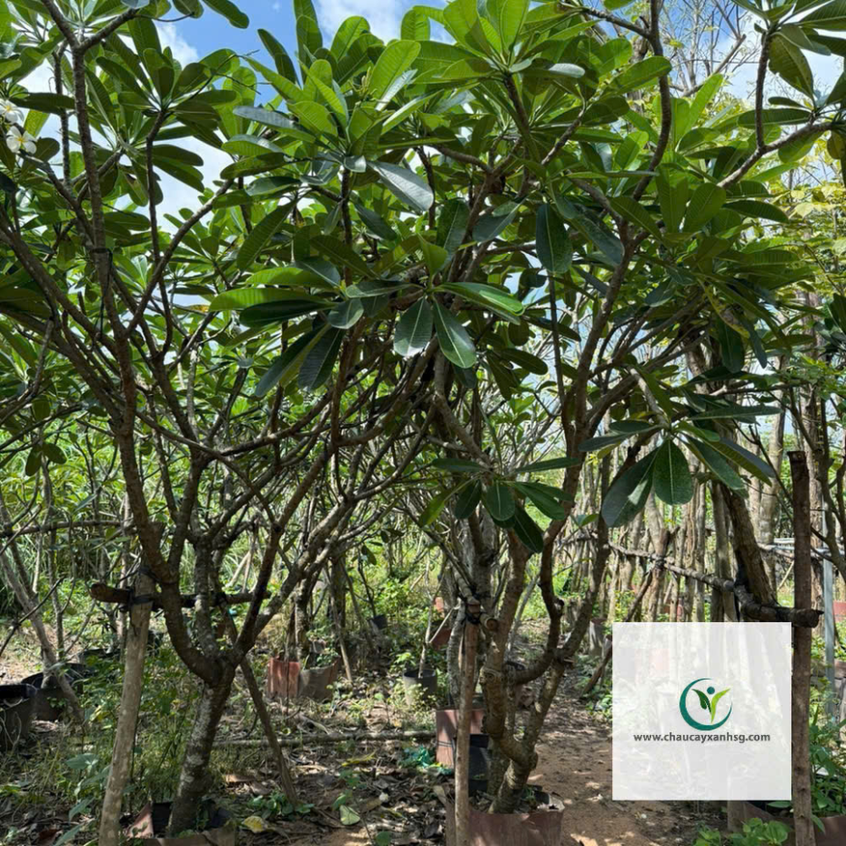 Hoa Sứ Trắng & Sứ Đỏ – Cây Lớn 1m5–4m5, Đẹp Nổi Bật Cho Sân Vườn