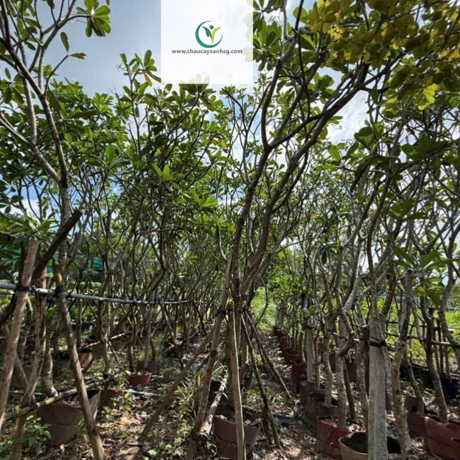 Hoa Sứ Trắng & Sứ Đỏ – Cây Lớn 1m5–4m5, Đẹp Nổi Bật Cho Sân Vườn