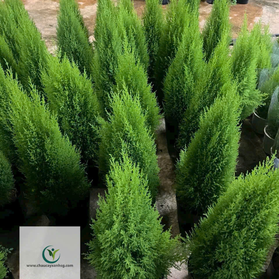 Tùng Thơm 80cm – 1m2 – Cây Nội Thất Thơm Nhẹ, Dáng Đẹp, Dễ Chăm