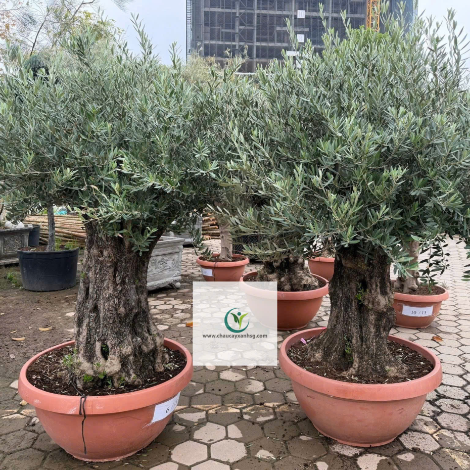 Bán Cây Olive Cổ thụ nghìn Năm uổi Tại Thành Phố Hồ Chí Minh 