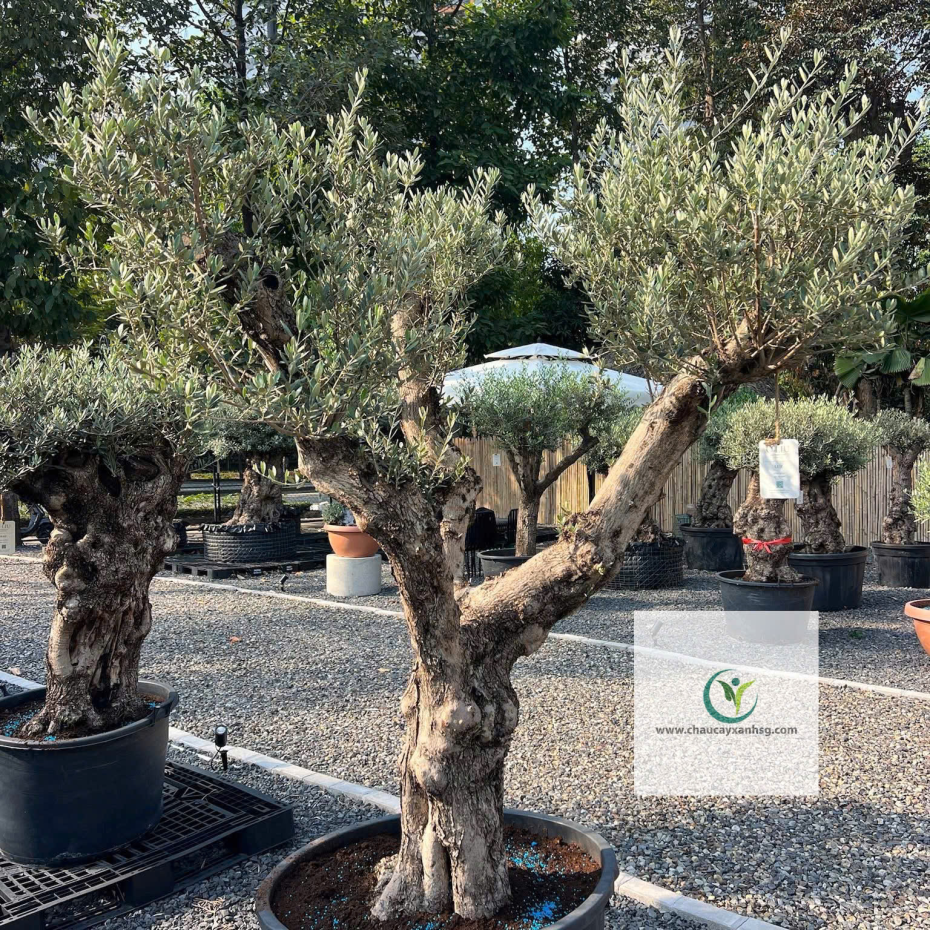 Bán Cây Olive Cổ thụ nghìn Năm uổi Tại Thành Phố Hồ Chí Minh 