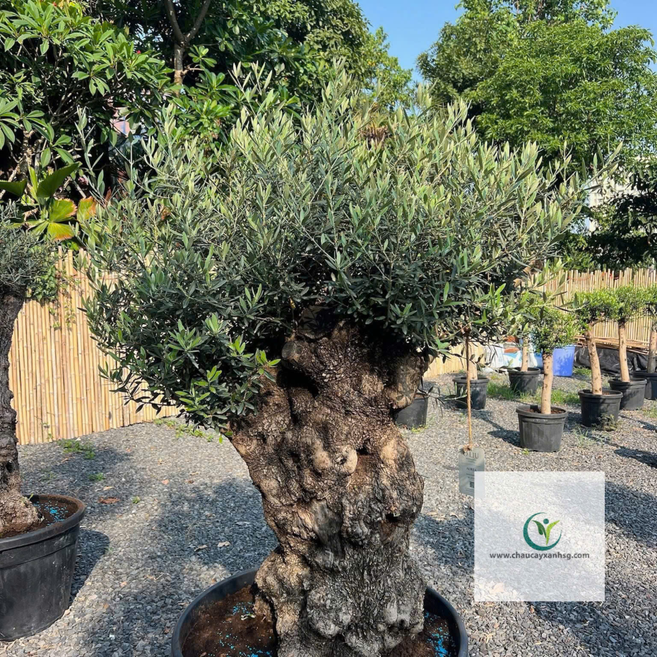 Bán Cây Olive Cổ thụ nghìn Năm uổi Tại Thành Phố Hồ Chí Minh 