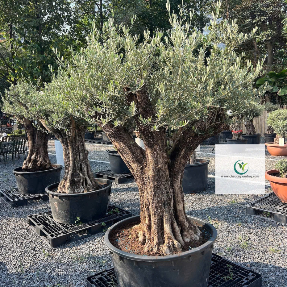 Bán Cây Olive Cổ thụ nghìn Năm uổi Tại Thành Phố Hồ Chí Minh 