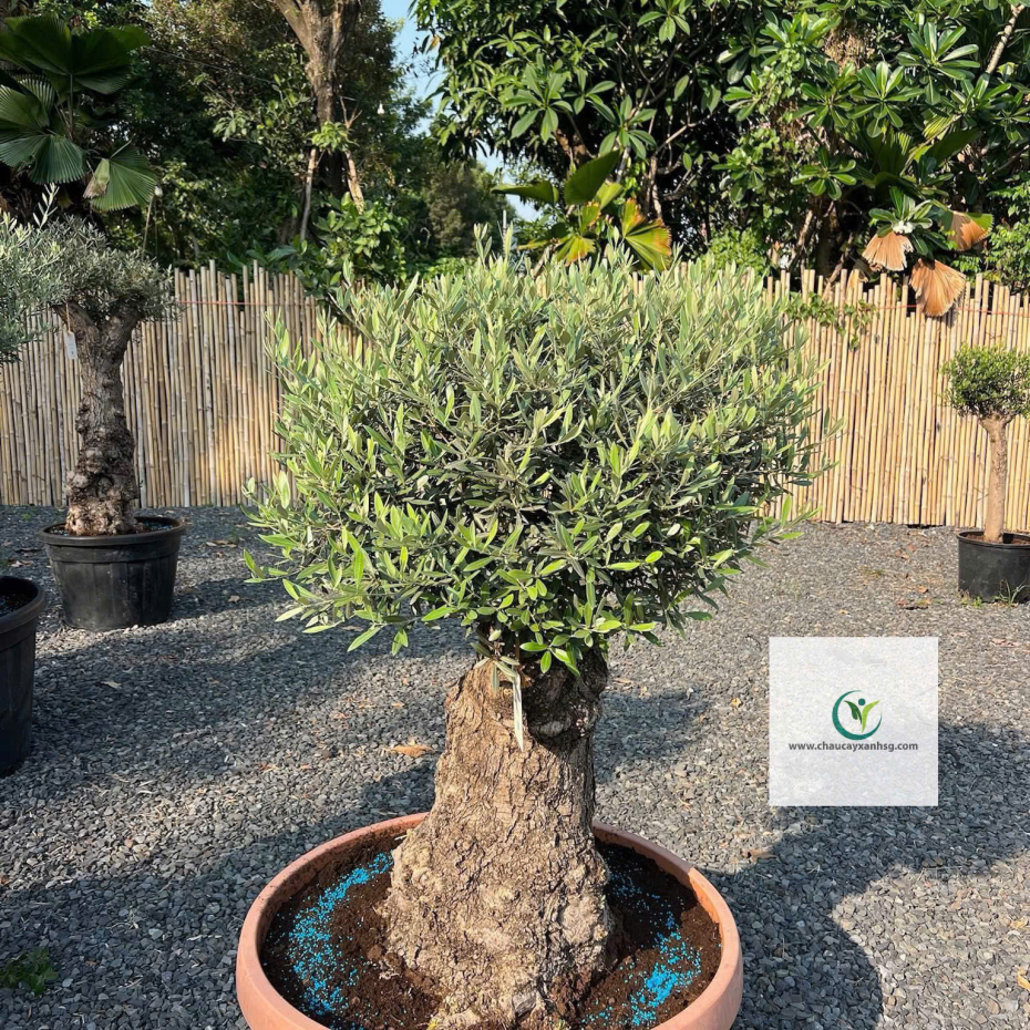 Bán Cây Olive Cổ thụ nghìn Năm uổi Tại Thành Phố Hồ Chí Minh 
