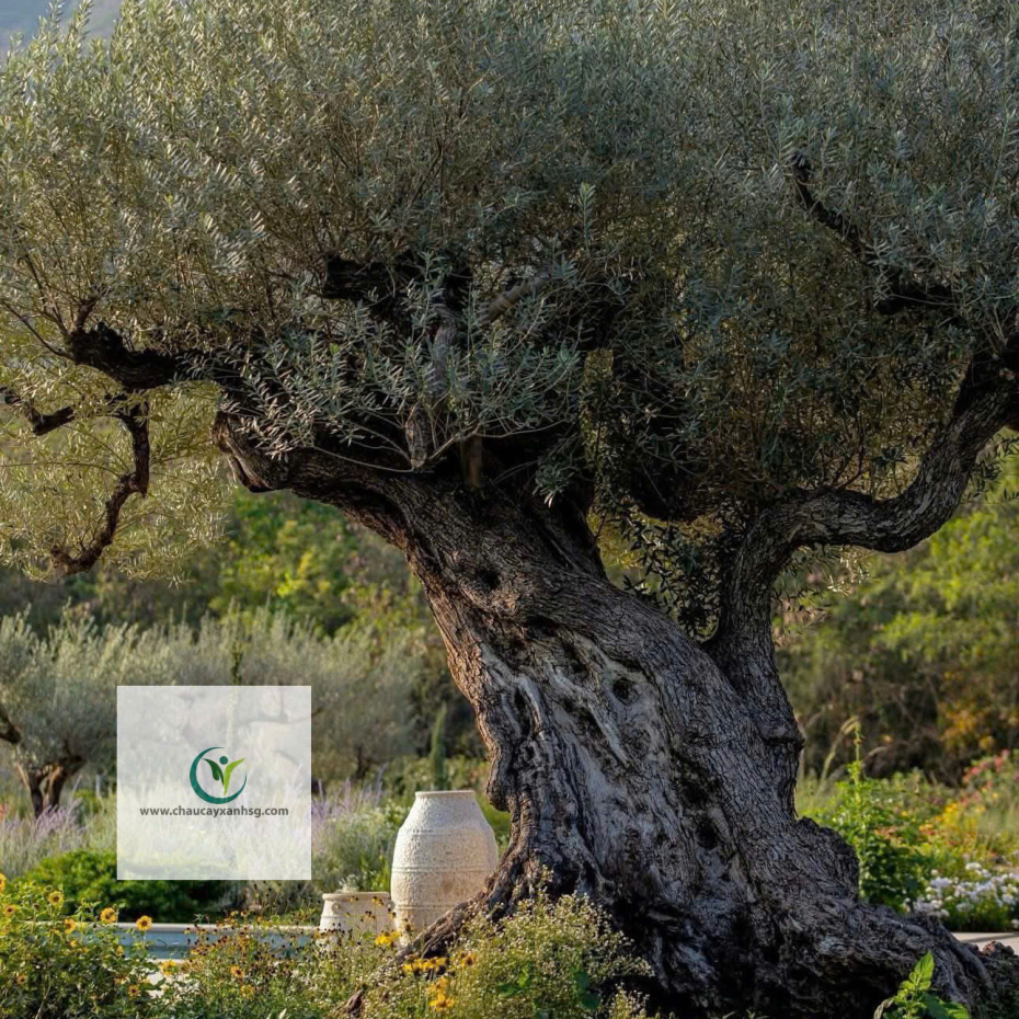 Cây Olive Giá Rẻ, Thân Gỗ, Đẹp 