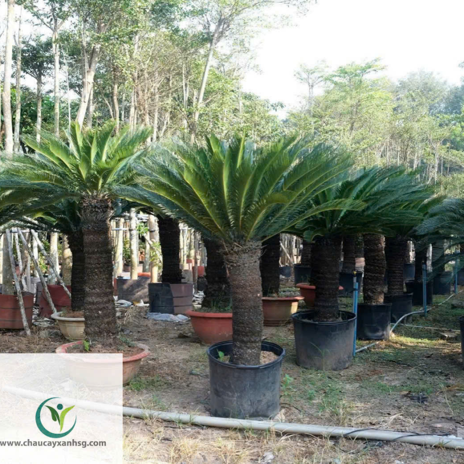 Cây Vạn Tuế 1m5