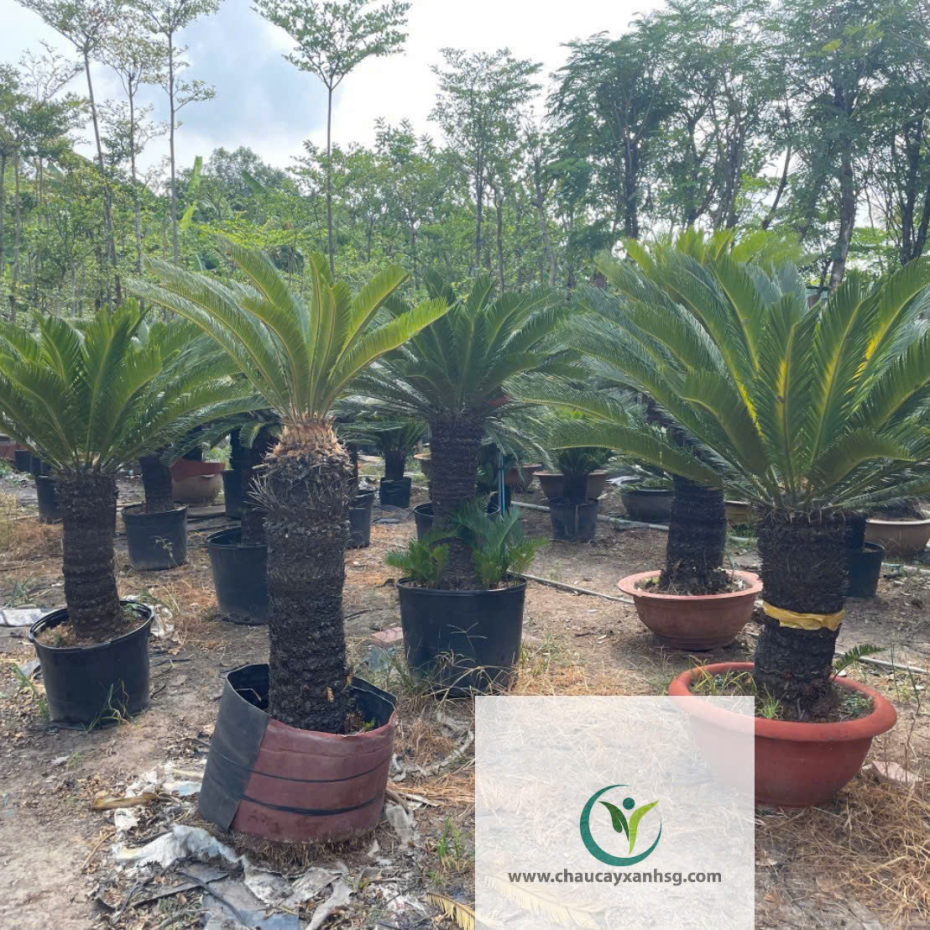 Cây Vạn Tuế 1m5