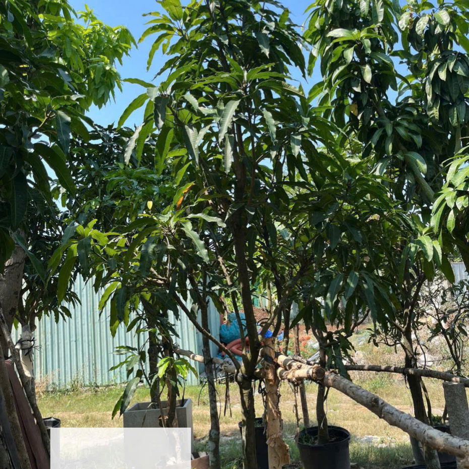 Bán Cây Xoài Giá Rẻ Tại TP.HCM