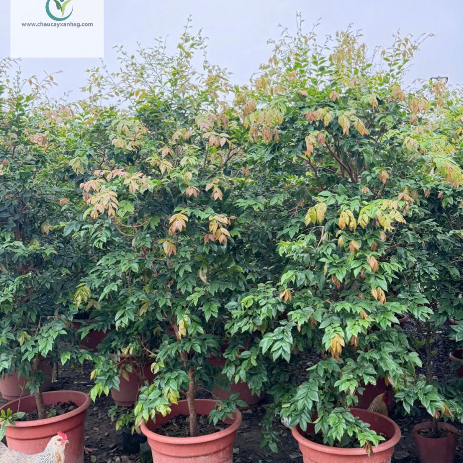 Cây Nho Thân Gỗ 1m8 