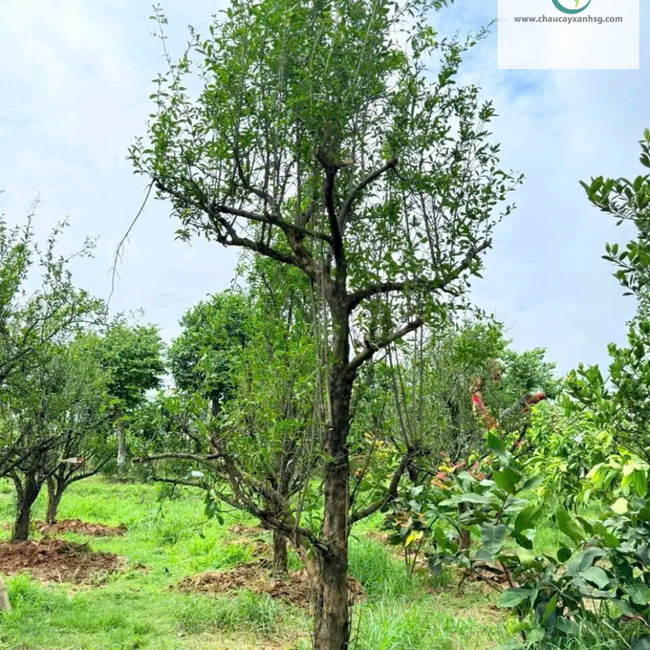 Cây Lựu Đỏ Ấn Độ 