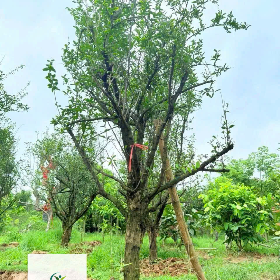 Cây Lựu Đỏ Ấn Độ 