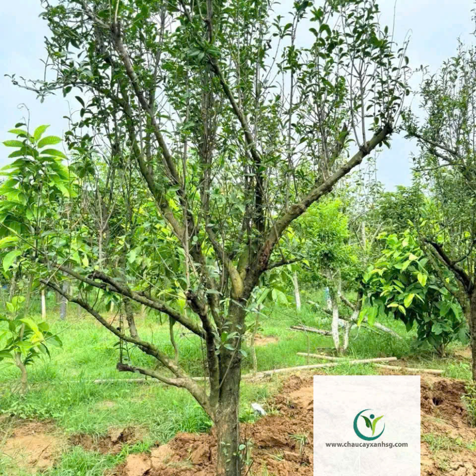 Cây Lựu Đỏ Ấn Độ 