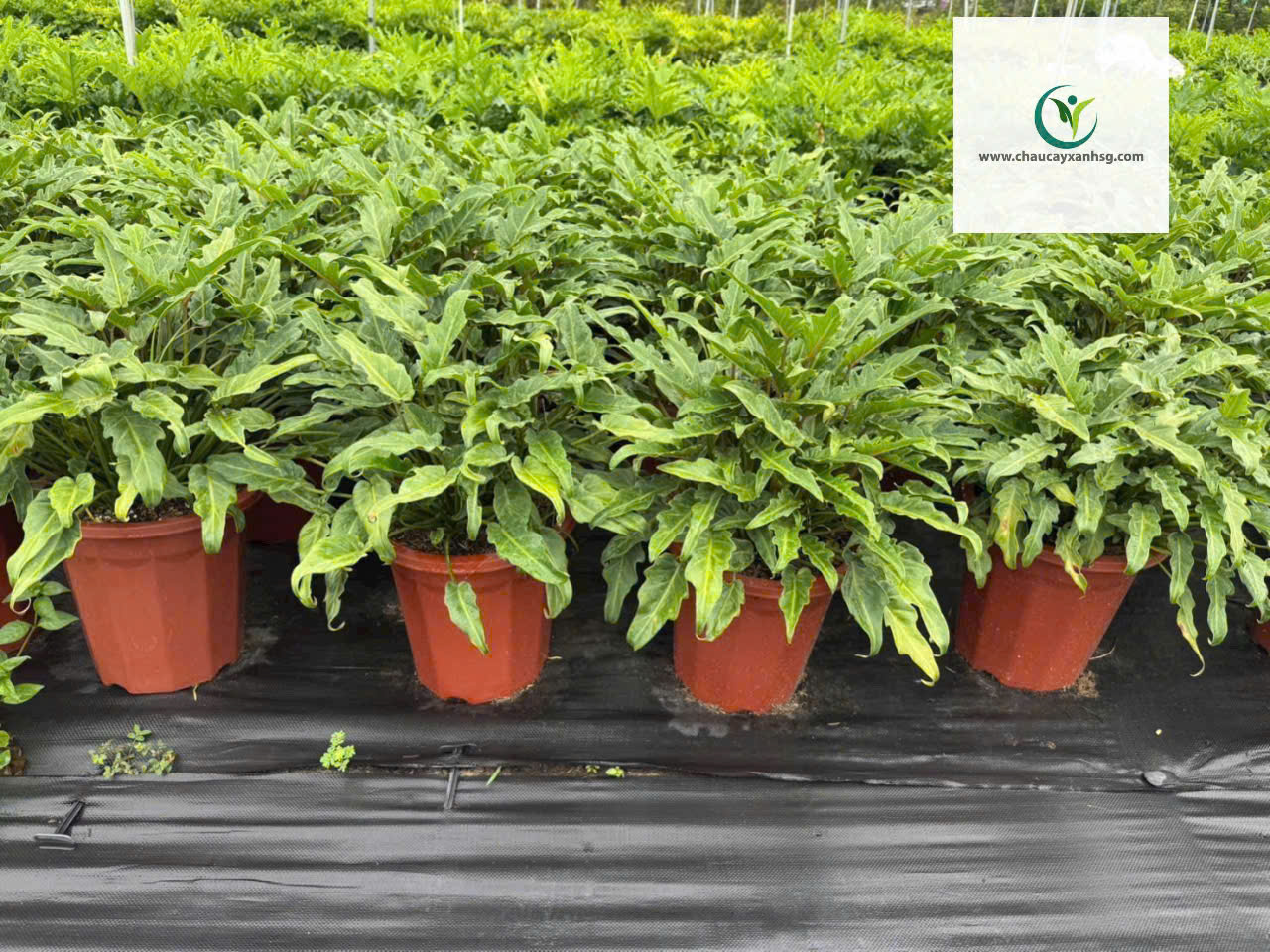 Trầu bà chân vịt – cây nội thất đẹp, dễ chăm, hợp phong thủy.