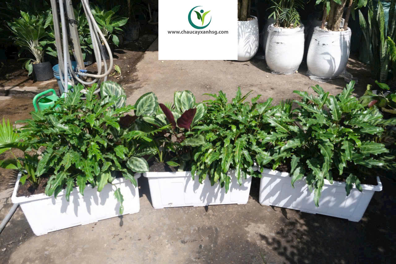 Trầu bà chân vịt – cây nội thất đẹp, dễ chăm, hợp phong thủy.
