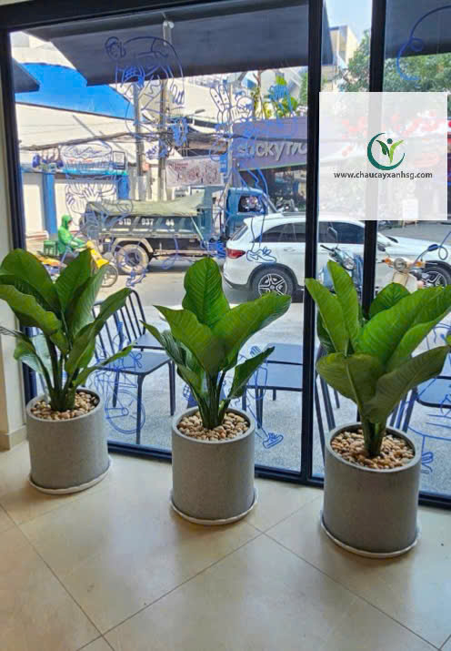 Cây Đại Phú Gia – cây nội thất đẹp, lá to sang trọng, hợp phong thủy tài lộc. Phù hợp phòng khách, văn phòng. Giao tận nơi, giá tốt.