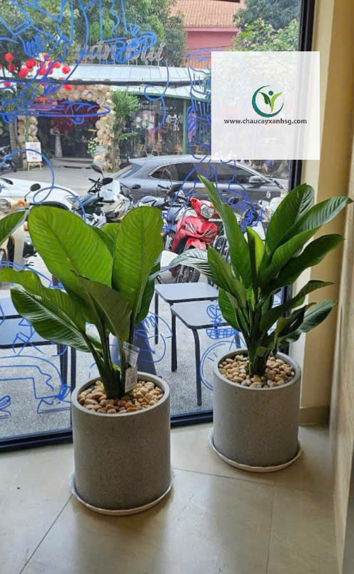 Cây Đại Phú Gia – cây nội thất đẹp, lá to sang trọng, hợp phong thủy tài lộc. Phù hợp phòng khách, văn phòng. Giao tận nơi, giá tốt.