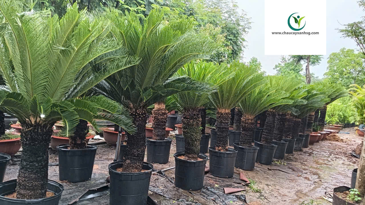 Chà Là , Vạn Tuế Công Trình, Giá Tại Vườn, Thi Công Trọn Gói