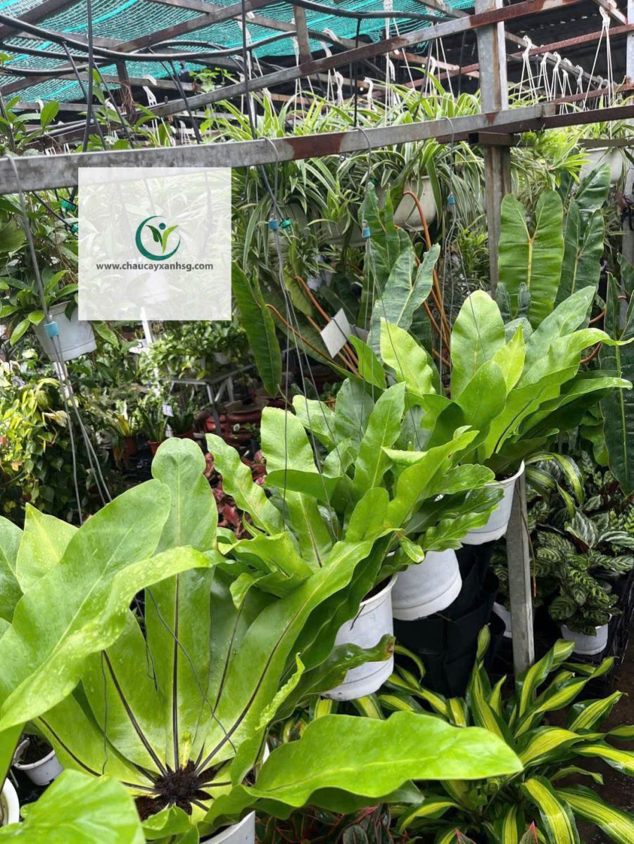 Ráng ổ phụng lá lớn xanh mát, dễ chăm, phù hợp trang trí ban công, sân vườn, quán café phong cách nhiệt đới. Có sẵn nhiều size, giao tận nơi.